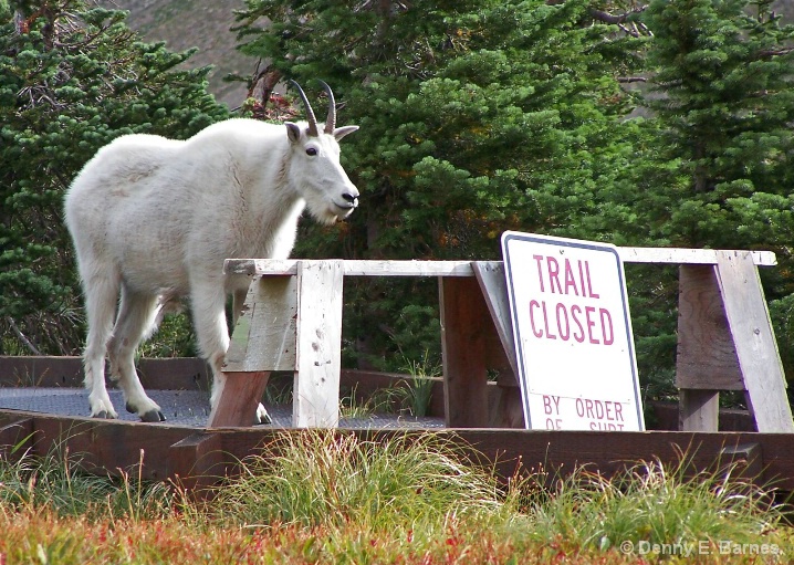 By Order of the Goat,  Glacier NP - ID: 5649925 © Denny E. Barnes