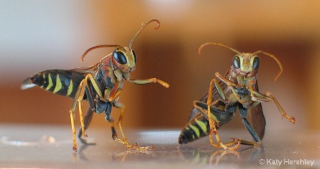 Fun with Wasps