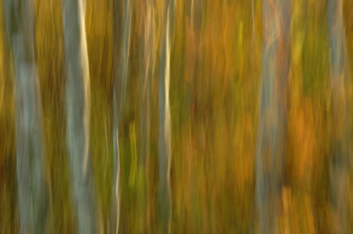 Pocomoke  Forest Light - ID: 5655523 © Karen L. Messick