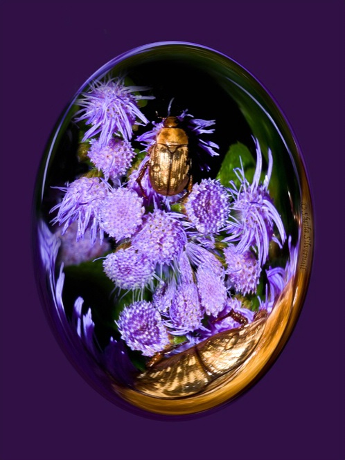 Beetle on Purple