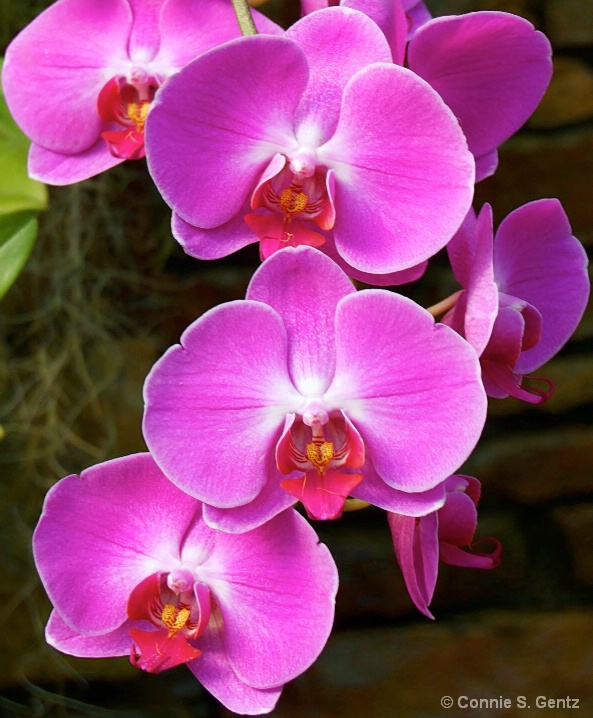 Orchids II