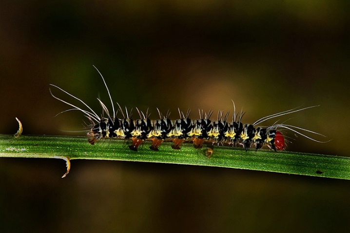 Caterpillar - ID: 5658417 © VISHVAJIT JUIKAR