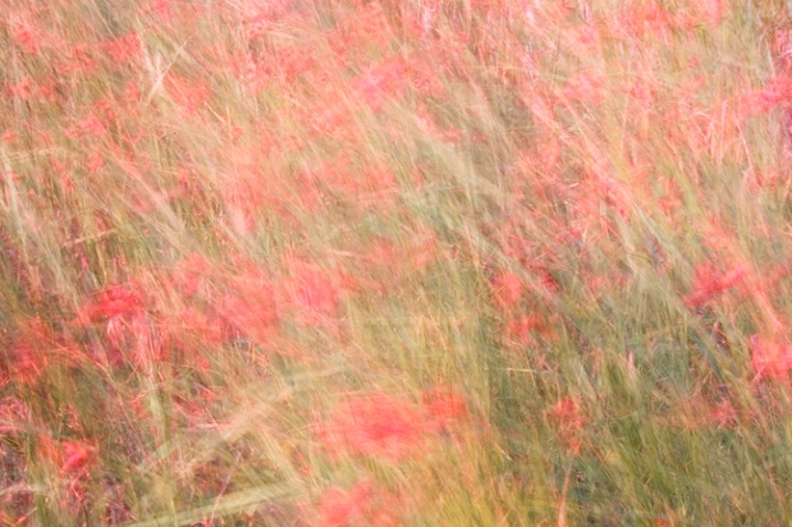 Flowers and Seagrass in Breeze