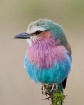 Lilac-Breasted Ro...