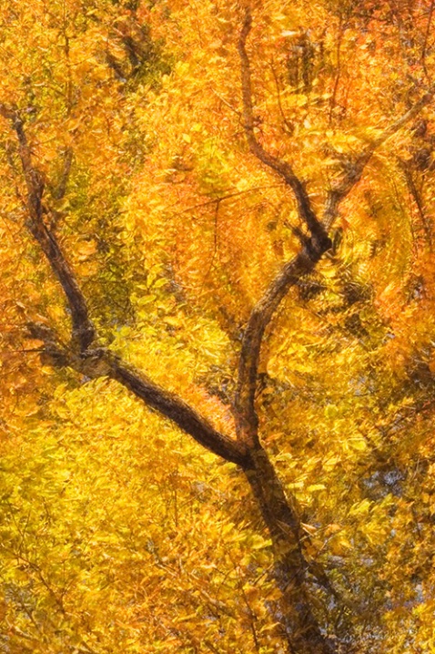Tree Spiral - Chattanooga 11-10-07 - ID: 5660869 © Robert A. Burns