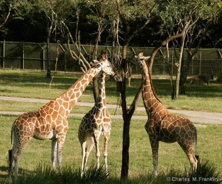 Three giraffes reaching for the same tree. Does th
