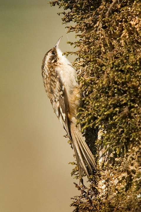 Brown Creeper Gleaning - ID: 5663520 © John Tubbs