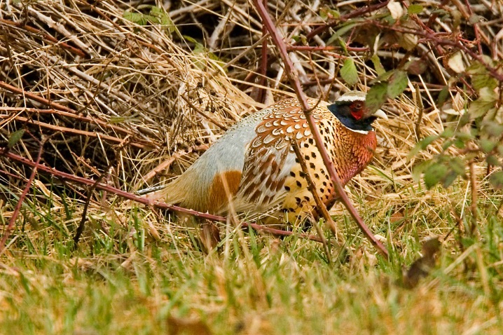Ring-necked Pheasant - ID: 5663521 © John Tubbs