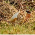 2Ring-necked Pheasant - ID: 5663521 © John Tubbs