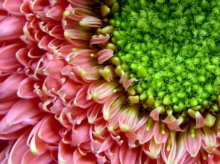 Gerbera Detail