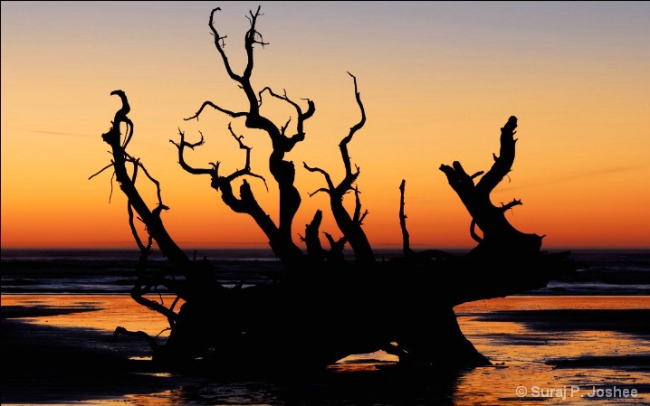 Driftwood Sunset