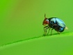 Petit Bug....