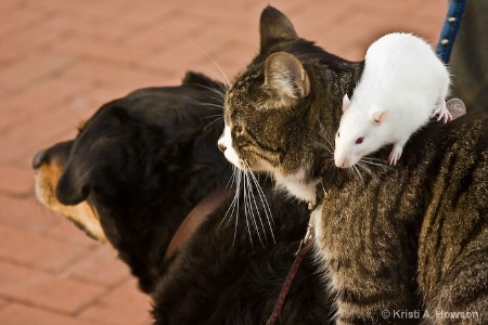 Cat, Rat & Dog