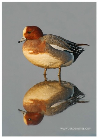 Eurasian Wigeon-Anas penelope