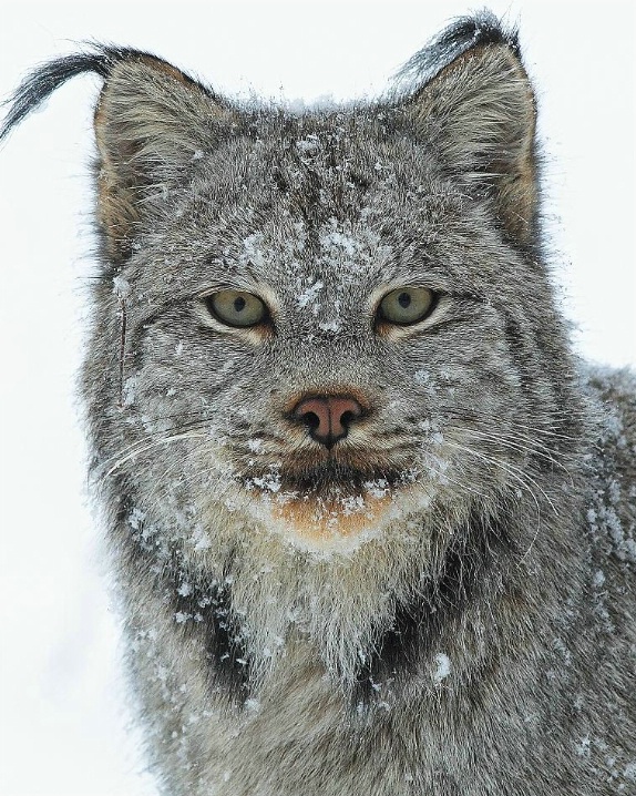 Wild Lynx Portrait