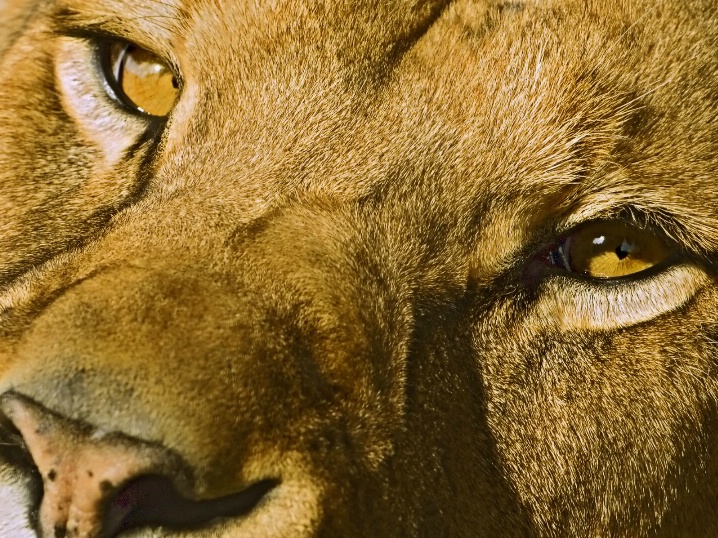 Lioness