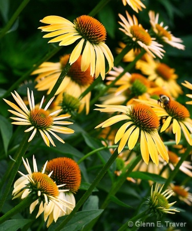 Bees Eye View