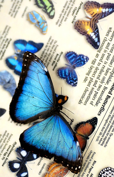 Butterfly Facts