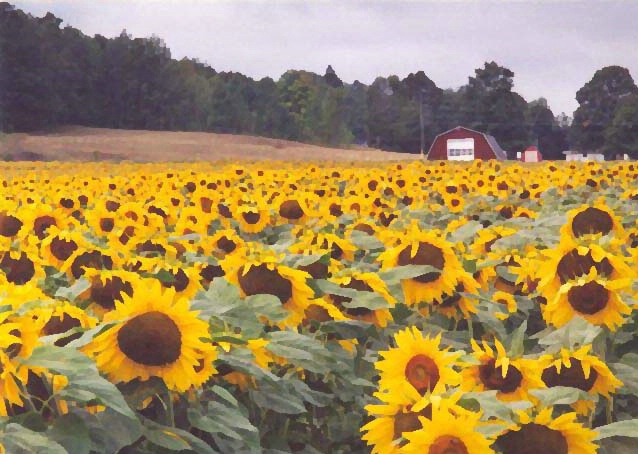 Sunflower Season