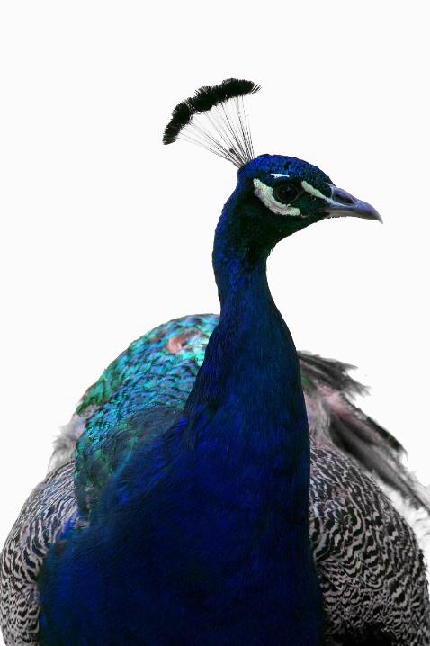 Ms.Peacock
