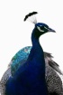 Ms.Peacock