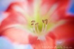 Amaryllis