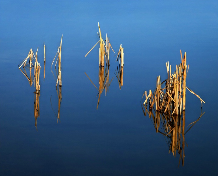 Reeds