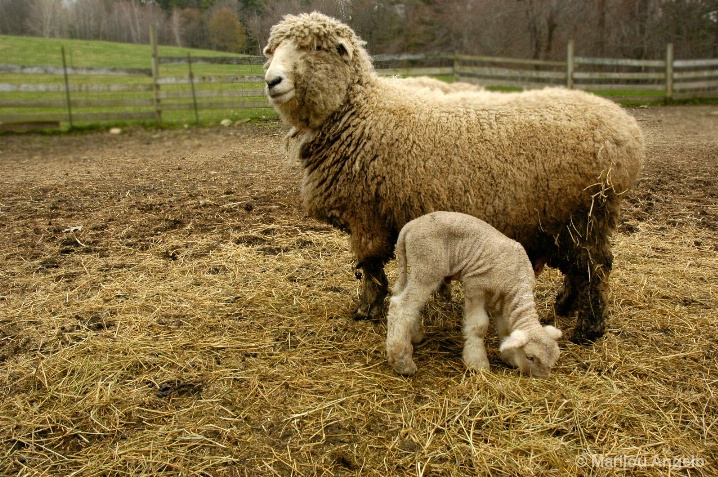 Sheep Farm-Blur effect