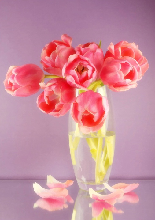 Pink Tulips