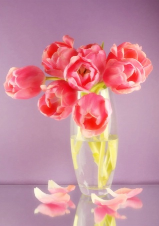 Pink Tulips