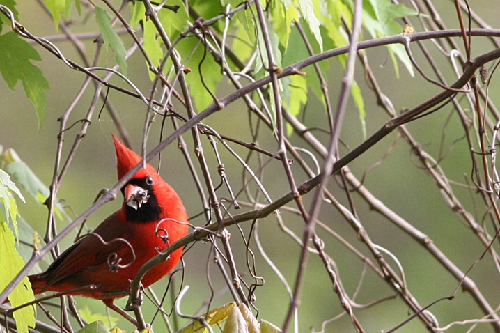 Final Score--Cardinals 1 Spiders 0