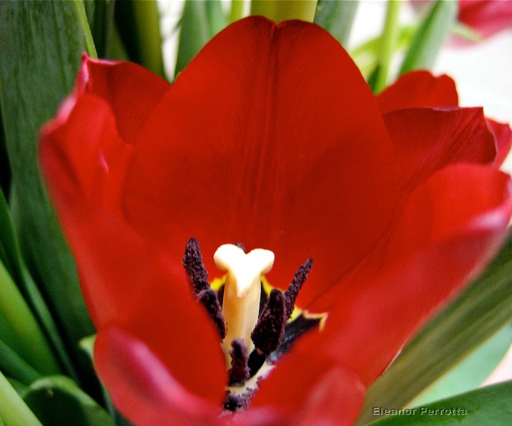 "Tulip with a heart"