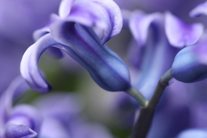 Hyacinth Macro