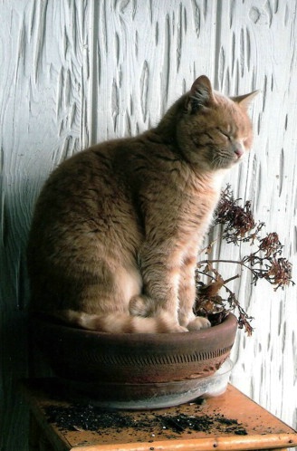 potted cat {growing}