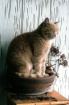 potted cat {growi...