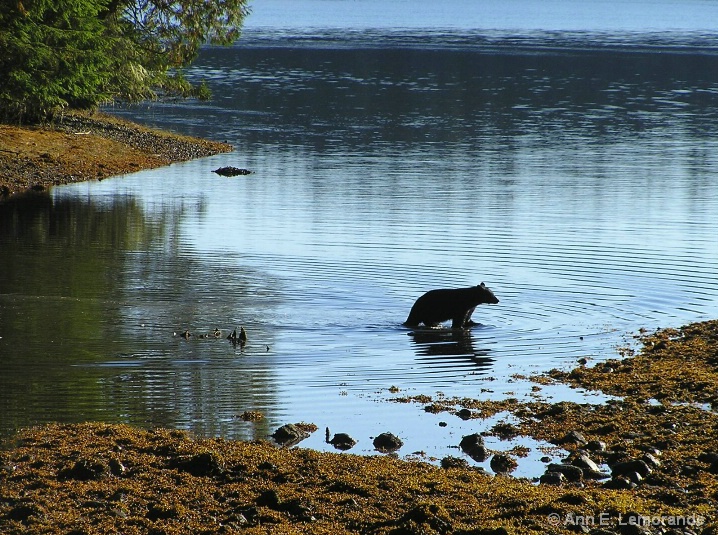 Black Bear Near Ucluelet, British Columbia