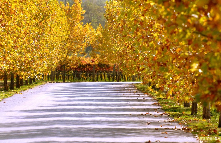 Autumn In The Wine Country, Healdsburg, CA 2007 - ID: 5684523 © Donald J. Comfort