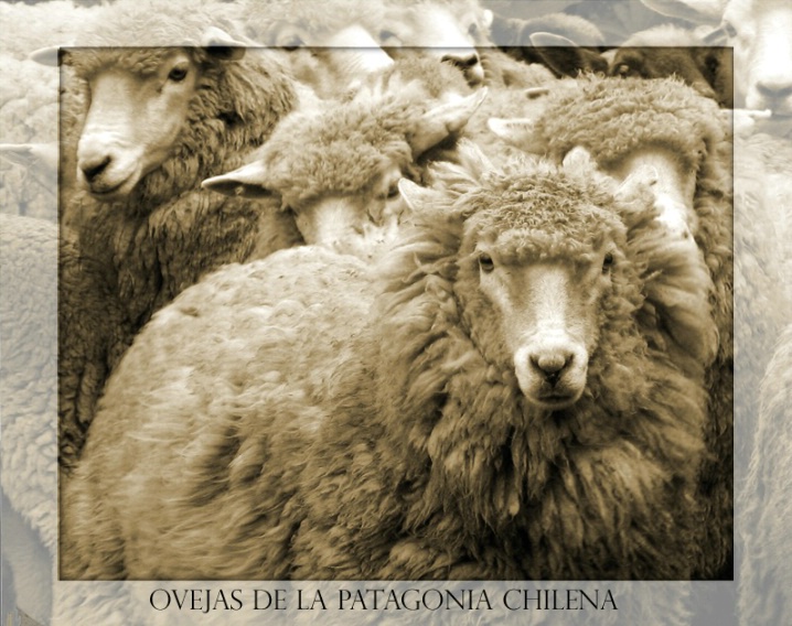 The Patagonian Sheep