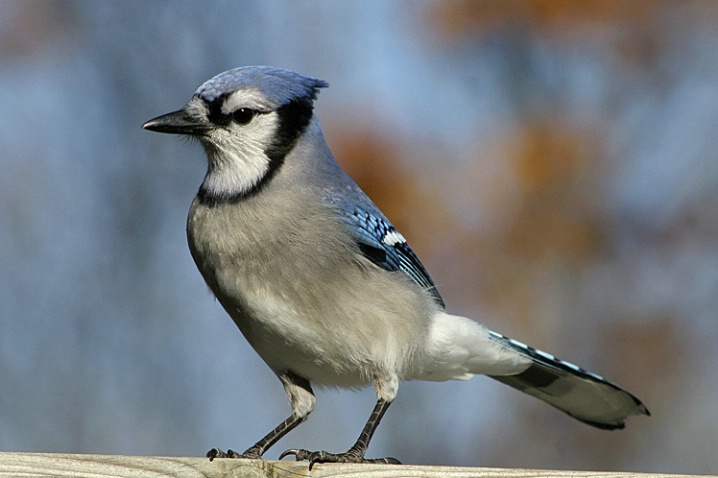 Bluejay waiting for  Peanuts