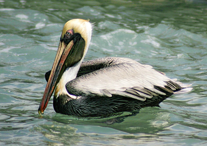 Pelican