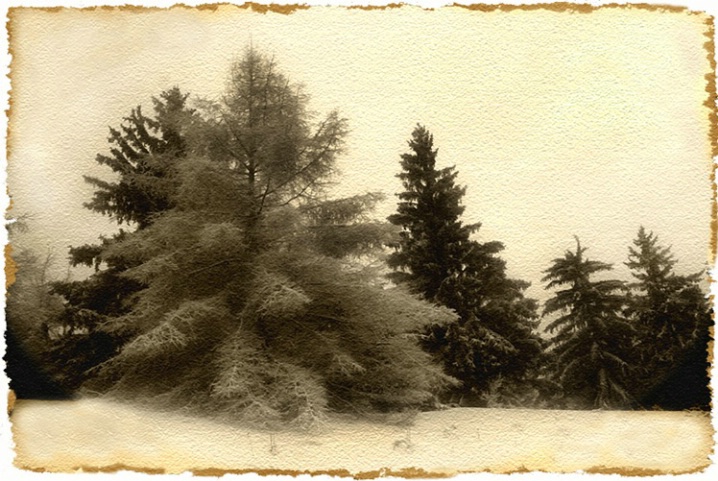 Winter Pines