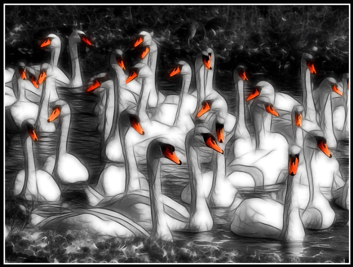 Swan Abstract