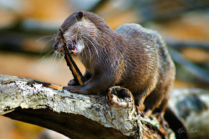 Small Clawed Otter