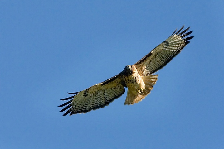 Soaring Red-tailed Hawk - ID: 5689900 © John Tubbs