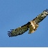 2Soaring Red-tailed Hawk - ID: 5689900 © John Tubbs