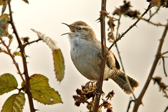 Bewick's Wren Singing on Territory - ID: 5689913 © John Tubbs