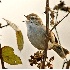 2Bewick's Wren Singing on Territory - ID: 5689913 © John Tubbs