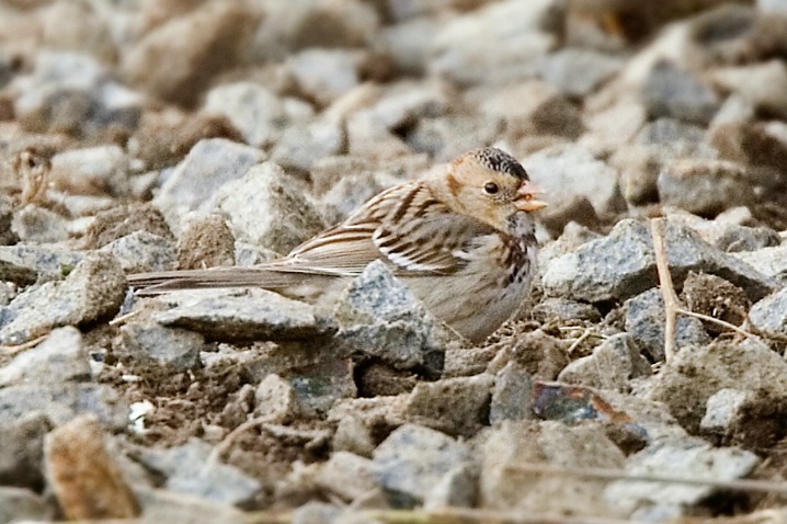 Harris's Sparrow - Snoqualmie Valley - ID: 5689914 © John Tubbs
