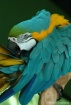 Preening Macaw