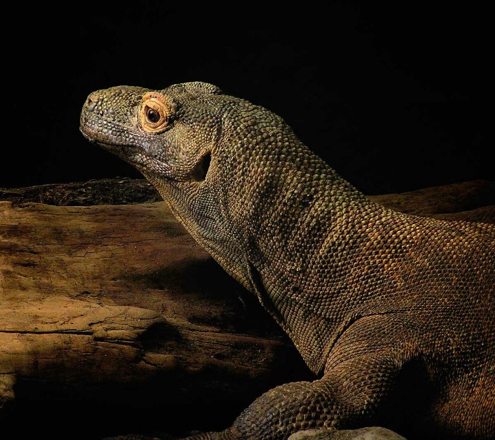 Komodo Dragon